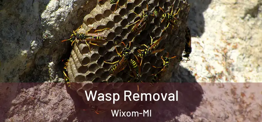  Wasp Removal Wixom-MI